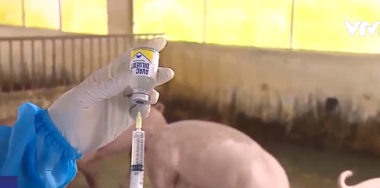Làm sao để các hộ chăn nuôi tiếp cận được vaccine dịch tả lợn châu Phi? - Ảnh 3.