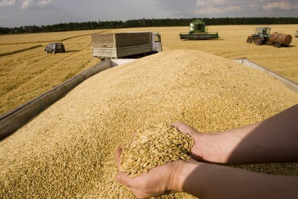 Nga giành lợi thế trong xuất khẩu ngũ cốc - Ảnh 1.