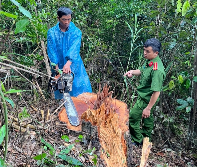 Lâm Đồng: Điều tra vụ khai thác gỗ trái phép ở huyện Đức Trọng - Ảnh 1.