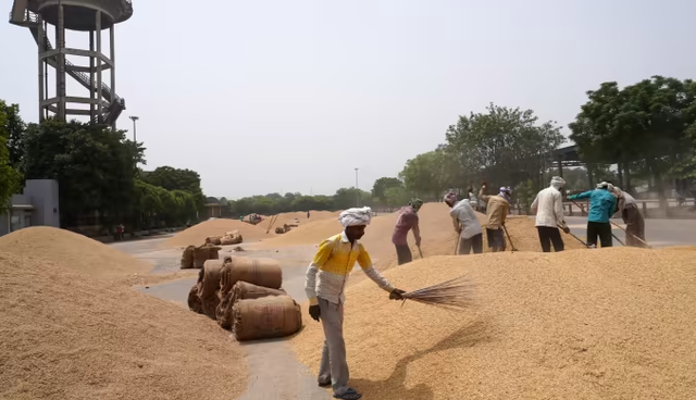 Các nhà xuất khẩu của Ấn Độ dự đoán chính phủ sớm dỡ bỏ lệnh cấm xuất khẩu gạo - Ảnh 1.