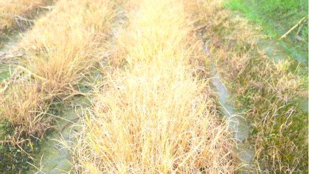 Kiểm soát cỏ dại hiệu quả trong canh tác nông nghiệp - Ảnh 1.