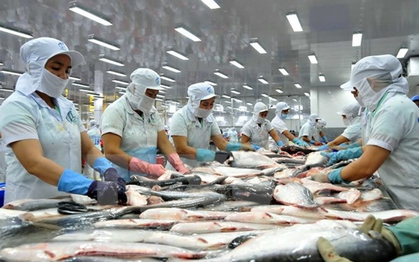 Cơ hội gia tăng kim ngạch xuất khẩu cá tra - Ảnh 1.