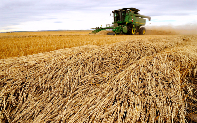 Nga chiếm lĩnh thị trường xuất khẩu lúa mỳ thế giới - Ảnh 1.