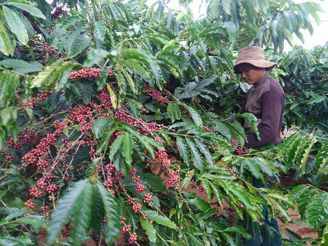 Giá thu mua tăng cao, cơ hội và thách thức của ngành cà phê Việt Nam - Ảnh 1.