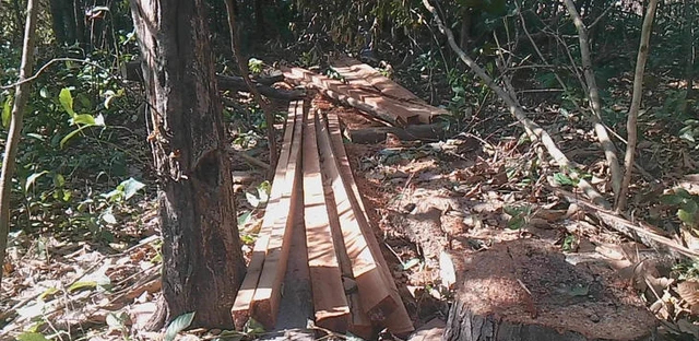 Gia Lai: Khởi tố vụ phá rừng tại xã la Mơ - Ảnh 1.