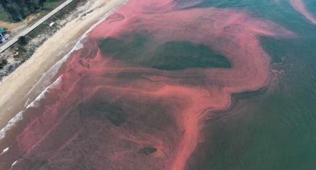 Nước biển ở Hà Tĩnh xuất hiện các vệt màu đỏ dài 3km - Ảnh 1.