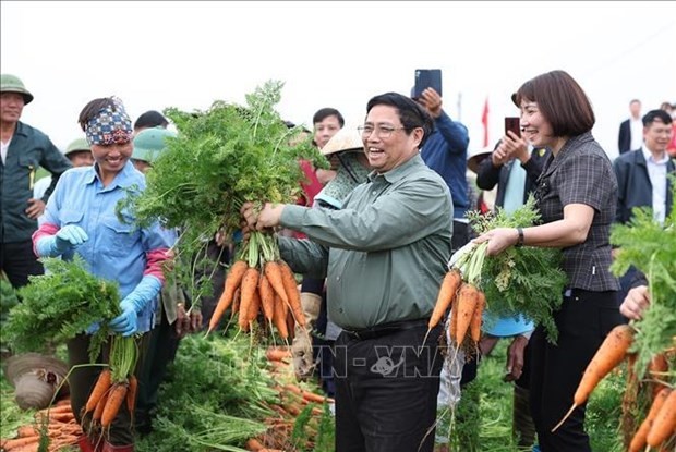 PM Pham Minh Chinh harvests carrots in Cam Giang district (Photo: VNA)
