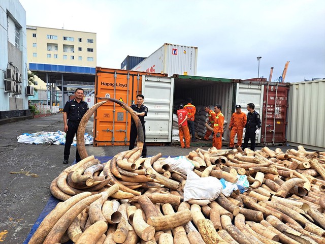 Hải Phòng phát hiện 1,5 tấn ngà voi nhập lậu - Ảnh 1.