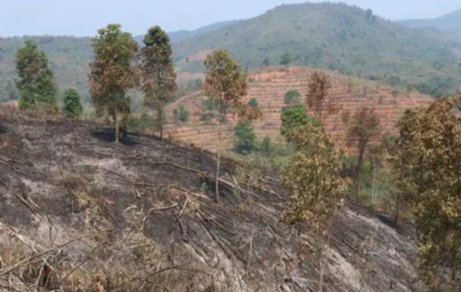 Điện Biên cảnh báo cháy rừng cấp V - cấp cực kỳ nguy hiểm - Ảnh 1.
