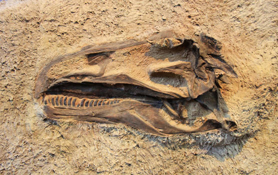 Phát hiện hóa thạch khủng long ăn cỏ cách đây 90 triệu năm - Ảnh 1.