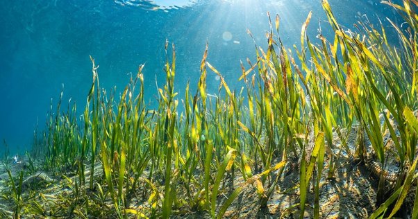 Nhật Bản trồng cỏ biển để thu giữ khí CO2 - Ảnh 1.