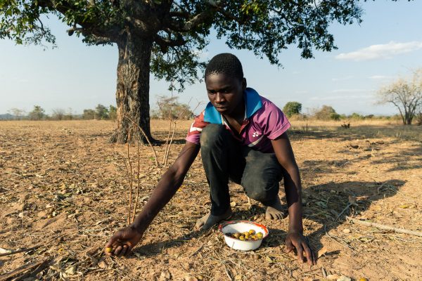 Zimbabwe ban bố cảnh báo nạn đói do hạn hán nghiêm trọng - Ảnh 1.