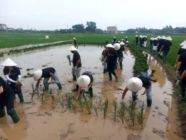 Trải nghiệm làm nông dân ở Đường Lâm ngày càng thu hút du khách - Ảnh 1.