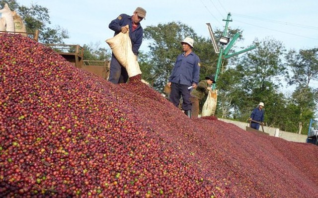 Doanh nghiệp lo thiếu nguồn cung khi giá cà phê tăng cao - Ảnh 1.