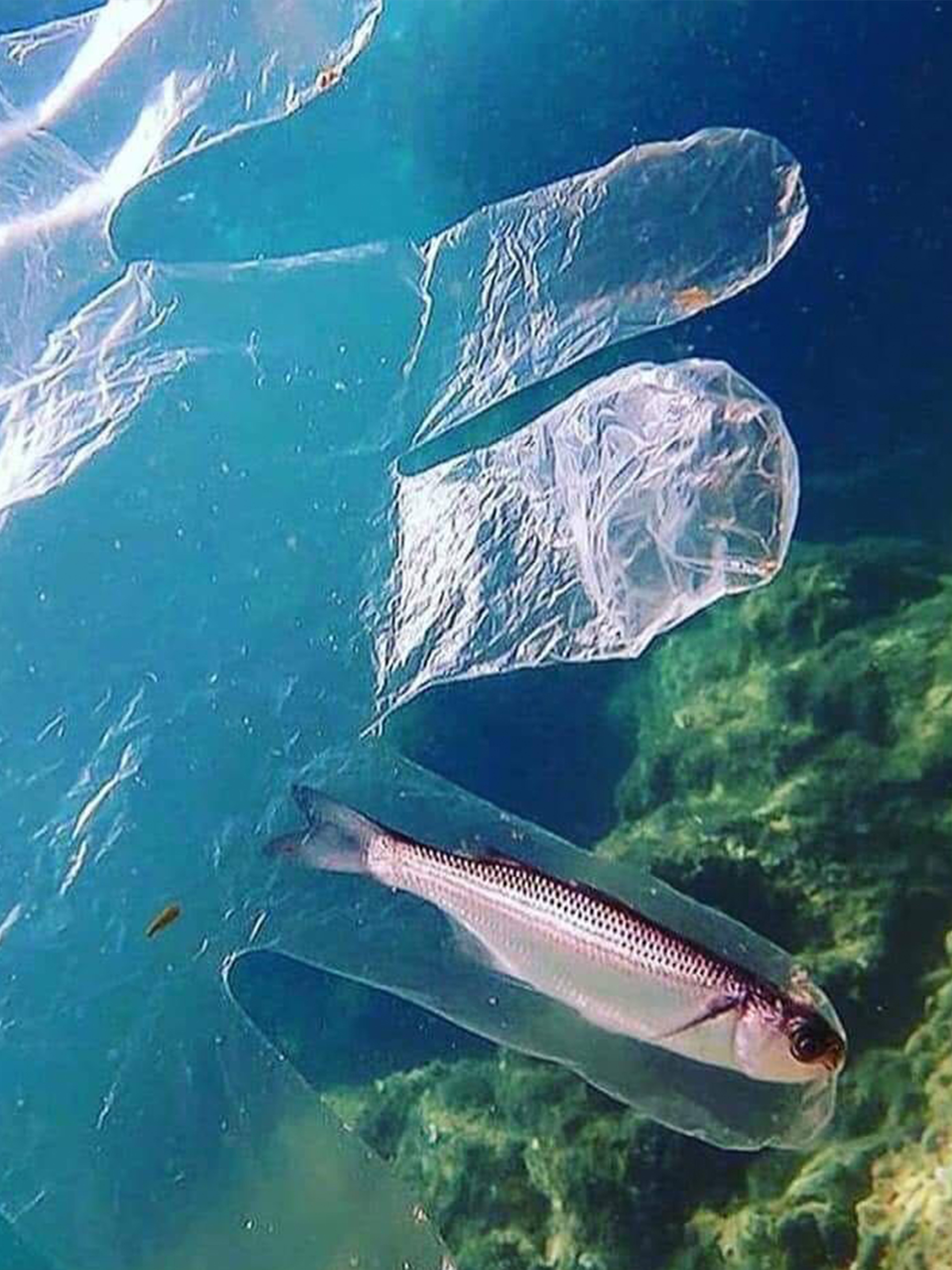 Рыба страдает. Пластиковые пакеты в океане. Прозрачная рыба. Загрязнение морей. Рыбы в океане.