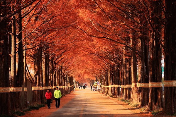 Mùa thu trên toàn cầu là thời gian đặc biệt nhất của năm, khi cả thế giới được bao phủ bởi màu sắc của những tán lá rụng đẹp tuyệt vời. Hãy để lòng mình thả lỏng với những hình ảnh tuyệt đẹp của mùa thu trên toàn cầu.