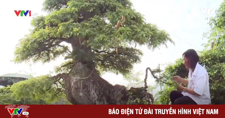 Cây me bonsai cổ thụ gần 100 tuổi độc đáo tại Long An