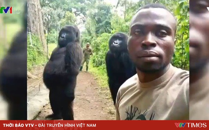 Khỉ đột selfie như người gȃy bão mạng xã hội