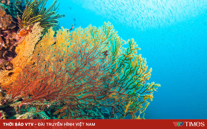 Cảnh báo hiện tượng san hô đổi màu trắng và chết hàng loạt  Môi trường   Vietnam VietnamPlus