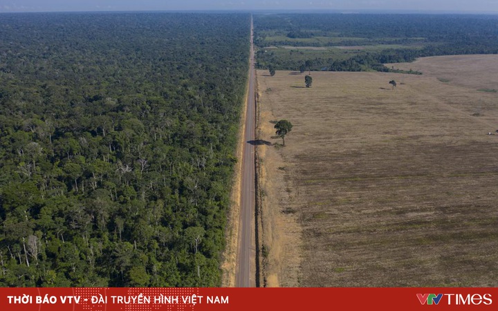 Rừng Amazon bị tàn phá nặng nề nhất trong 15 năm qua