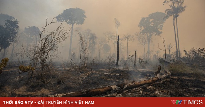 Amazon mất 2,3 triệu ha rừng nguyên sinh trong năm 2020