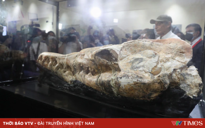 Peruvian ‘sea monster’ skull reveals terrifying ancient carnivore