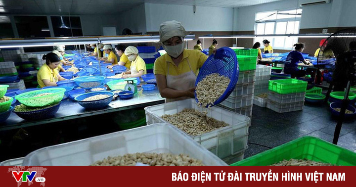 100 containers of cashews exported to Italy are at risk of being cheated: A valuable lesson for Vietnamese exporters