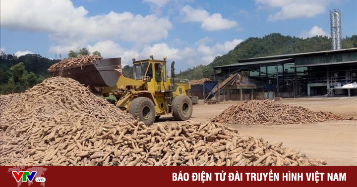 Vietnam Cassava Association proposes to remove difficulties because of tax regulations