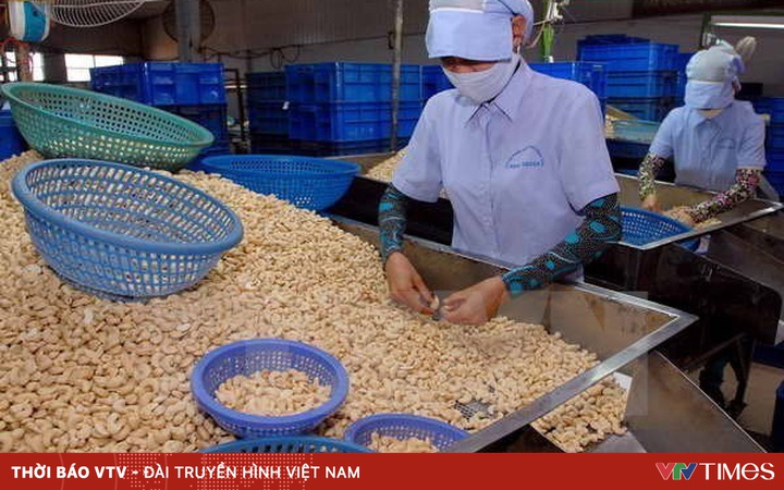 Cashew nut case exported to Italy: Positive developments continue