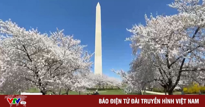 Cherry blossoms bloom in America, tourists flock to visit