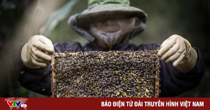 The future of Vietnam’s beekeeping industry before the anti-dumping ruling from the US
