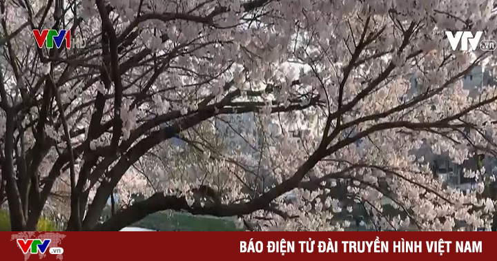 Koreans flock to see cherry blossoms