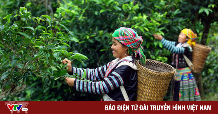 Standardizing the quality of Shan Tuyet tea lines for export