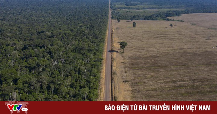 Every minute the world loses an area of ​​rainforest equal to 10 football fields