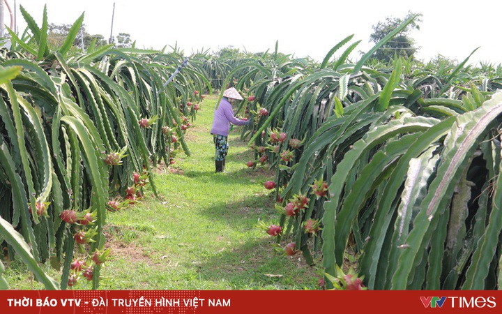 Farmers cut down thousands of hectares of dragon fruit