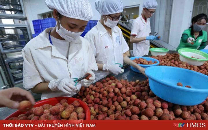 Increasing competitiveness for Vietnamese litchi in the US