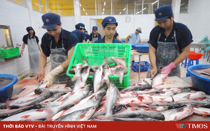 Pangasius exports to Canada increased by nearly 70%