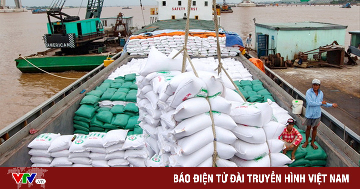 Rice exports to the EU increased sharply thanks to EVFTA