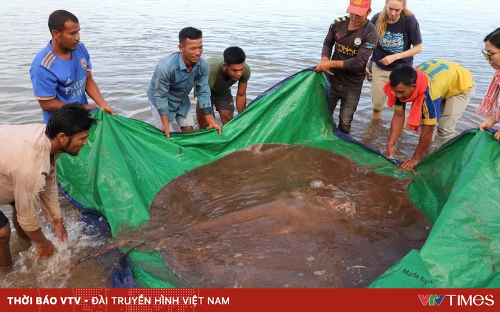 Cambodian fishermen were surprised to discover a giant stingray weighing nearly 200kg