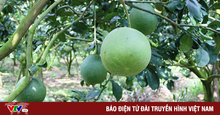 Vietnamese pomelos are officially licensed to export to the US