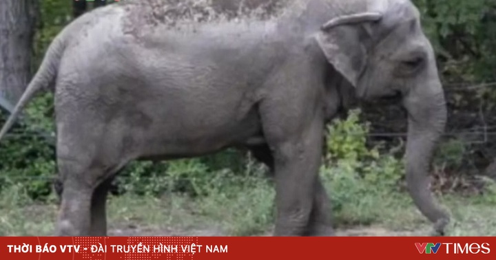 The trial for human rights for elephants in the US