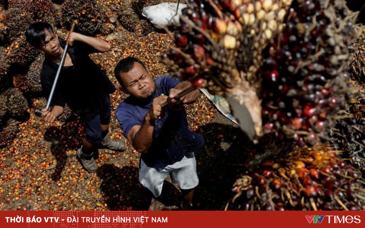 Indonesia lifts palm oil export ban next week