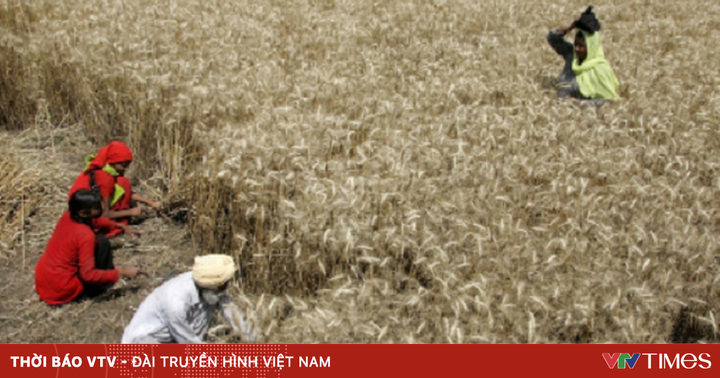 Farmers in India struggle because of the ban on wheat exports