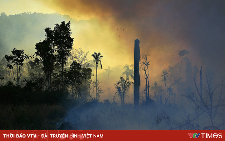 Many species of creatures have lost their habitats due to fires and deforestation in the Amazon