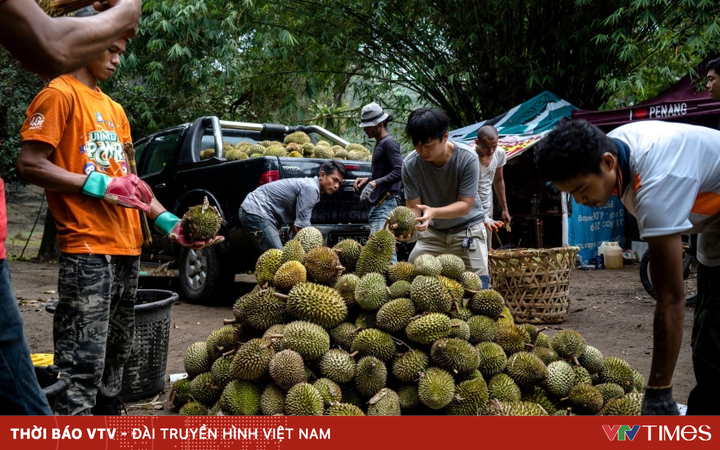 Malaysia applies technology to durian farming