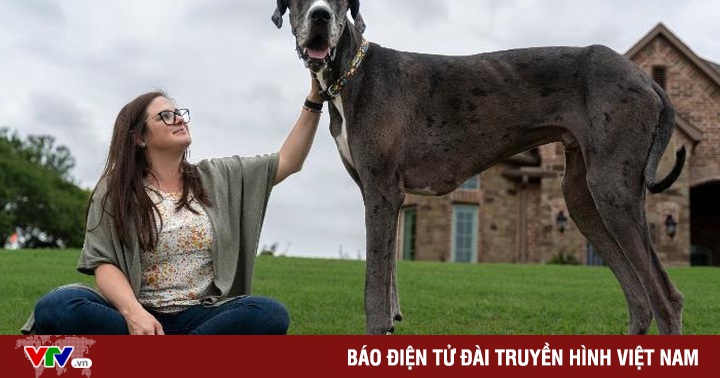 Meet the tallest dog in the world