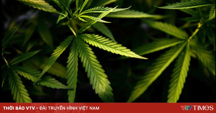 Thailand legalizes cannabis cultivation and consumption