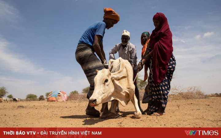 UN calls for urgent assistance to prevent famine in Somalia