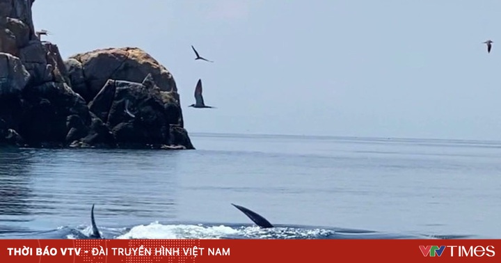 thumbnail - Cá voi xanh dài 12m bất ngờ xuất hiện ở biển Đề Gi - Bình Định
