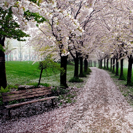 Mùa xuân ở công viên Spencer Smith, thành phố Burlington, tỉnh Ontario, Canada.